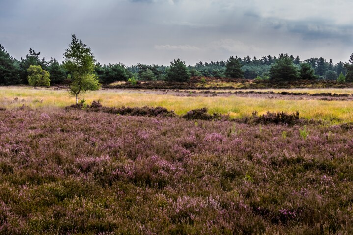Kalmthoutse Heide
